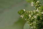 Smooth amaranth <BR>Smooth pigweed